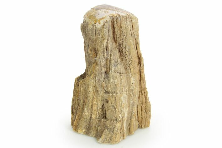 Triassic-Age Petrified Wood Log - Madagascar #379254